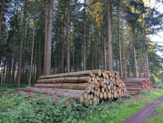 Grumes de résineux empilées en lisière de forêt