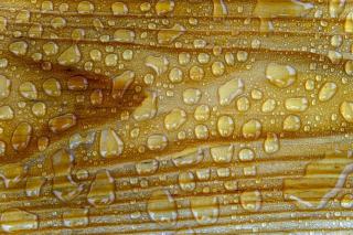 Gouttes d'eau perlant sur une planche de bois