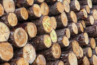 Grumes marquées à la peinture sur une pile de bois